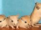 Hamsterdans 2